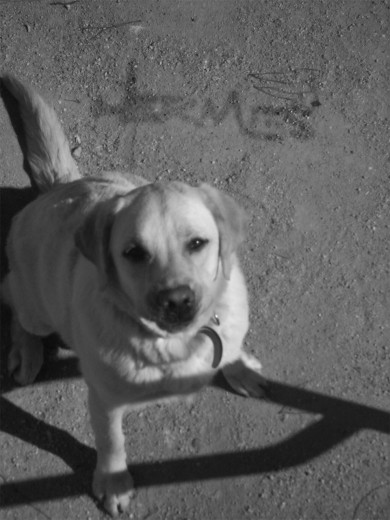 Hermes. El mensajero.
El perro más listo del mundo...según yo que soy su dueño claro.
Un gran compañero de viaje.